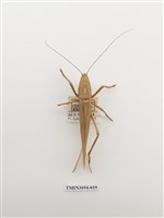 藏品(直翅目(2))的圖片